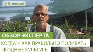 Особенности полива ягодных культур - Видео онлайн