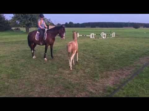 HF *06/2017 The Braes My Mobility × Den Haag/Floribot