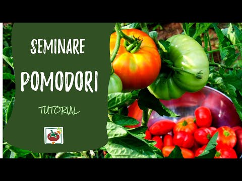 , title : 'Seminare i pomodori: ecco come e quando. Tutorial completo'
