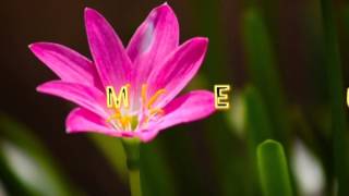 PRIMAVERA - TIM MAIA - LEGENDADO