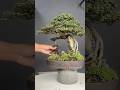 Bonsai Tree Care