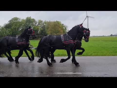 Stal Okkema's Fyte & Feiko for the first time in the four in hand - stallions - 2018 (Wheelers)