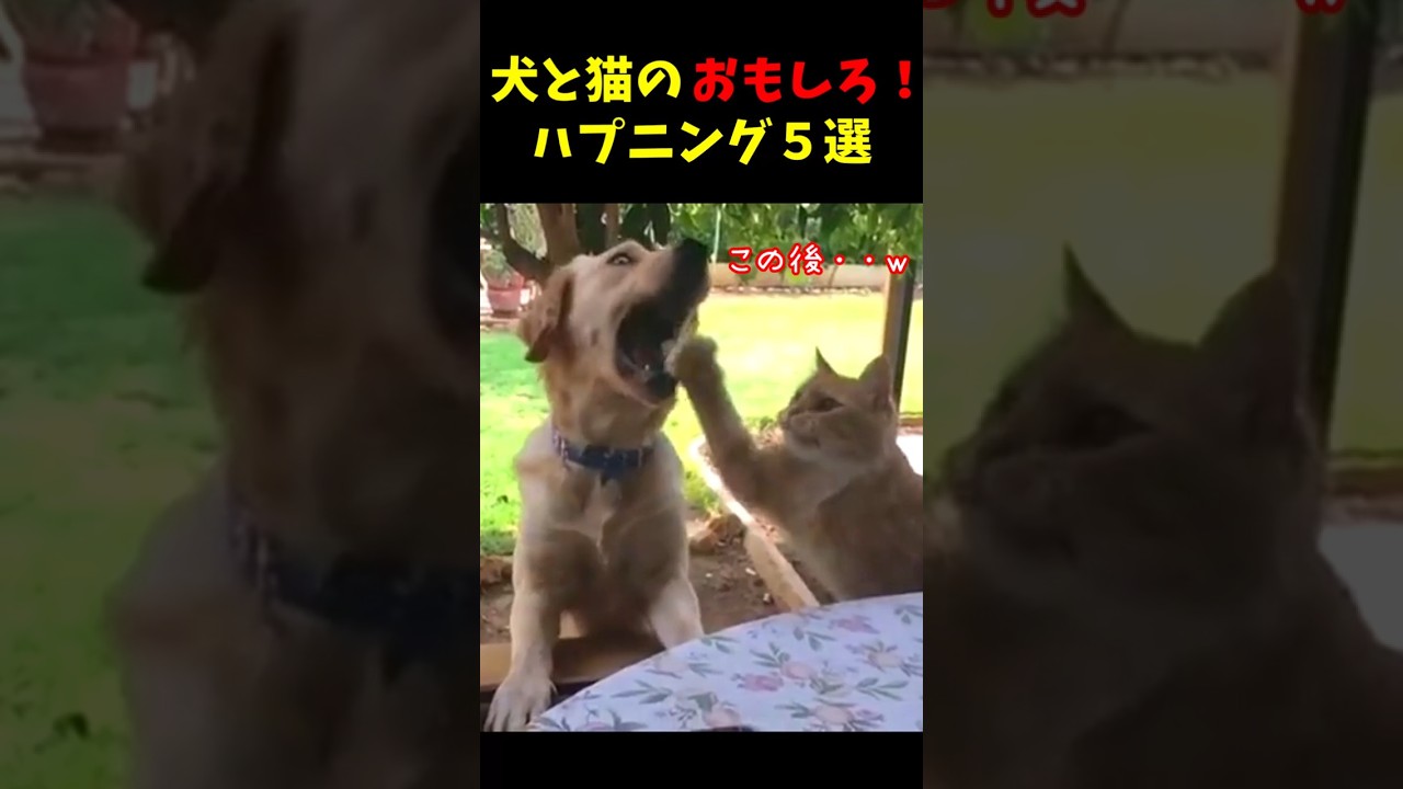 犬と猫のおもしろ！ハプニング５選#犬 #面白集  #猫 #笑ったら負け