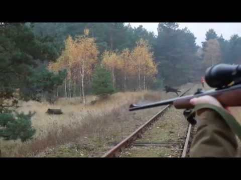 Amaizing Wildboar Group ! Wildschweinjagd- DZIKI !! - THe Best Drückjagd in Polen - polowanie