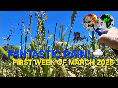 Namibia Food Forest: March 2026 Rains Bring Hope