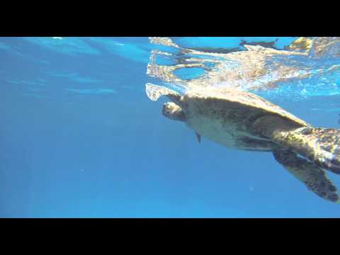 Sea Turtle - Meeresschildkröte - CC BY-NC-SA Royalty Free