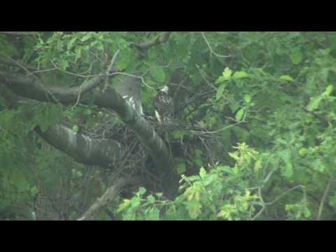 Red-tailed Hawk Babies