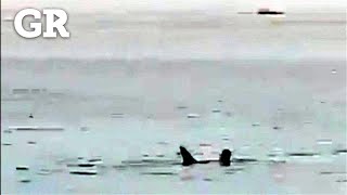 Mata tiburón a ciudadano ruso en costa egipcia del mar Rojo