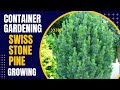 Container Gardening with Swiss Stone Pine: How to Successfully Grow Swiss Stone Pine in Pots
