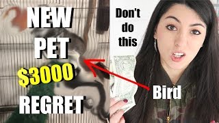 New Pet Bird | Don't Buy Wild Birds As Pets | Rescue Bird