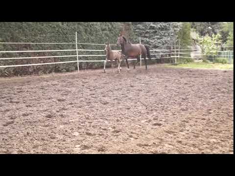 Hengstfohlen von Vivino