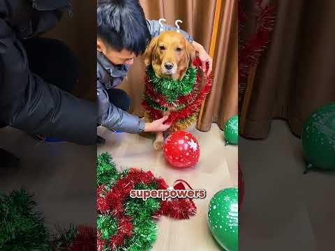 A dog that thinks it has superpowers