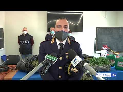 2020-11-10 PRATO - SCOPERTA PIANTAGIONE DI MARIJUANA IN UN CAPANNONE