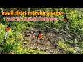 PIKAT MURAI BATU DI DALAM HUTAN BAMBU