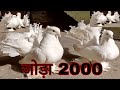 Fancy pigeons masakali in ranchi / fantal kabutar lakwa kabutar contact 8083800173