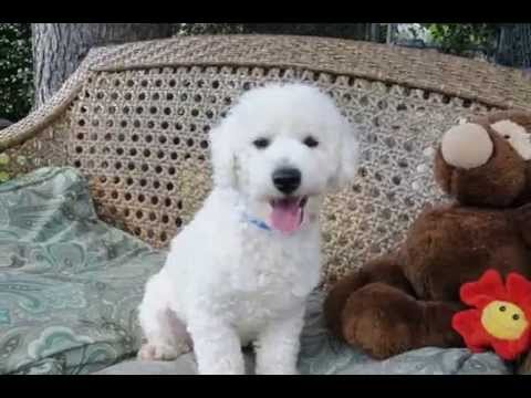 Craig, an adopted Bichon Frise in Houston, TX_image-1