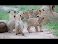 HERE COMES TROUBLE