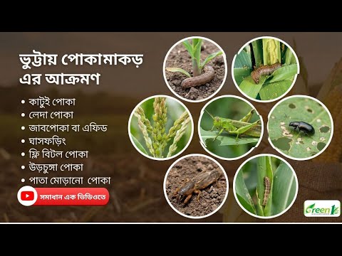 What measures should be taken to control corn pests? #green1 #green1group #shorts