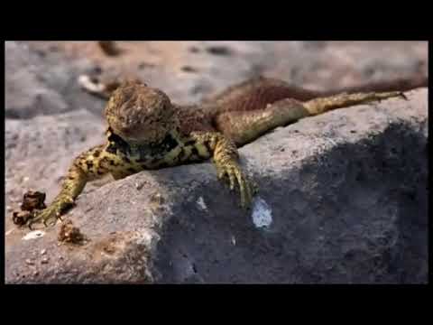 The Genius of Charles Darwin Documentary by Richard Dawkins