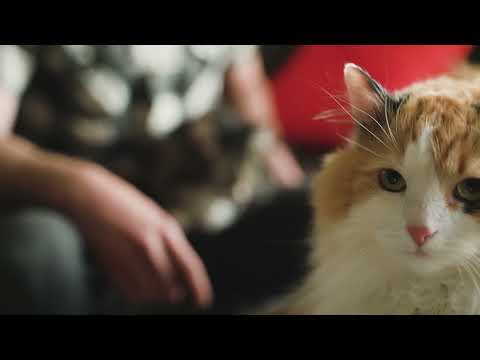 Cute Baby Cat | Naveed Shahzad Bhabha  #shorts