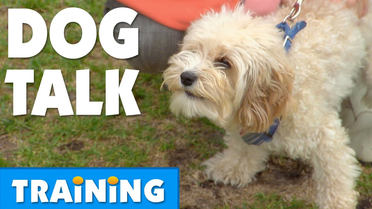 How To Communicate Effectively With Your Dog | Bondi Vet