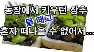 농장에서 키우던 상추 물 떼고 혼자 떠나올 수 없어서 (상추 재배, 상추 심기, 상추 월동, 작물 월동, 여…