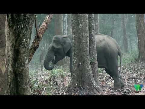 الهند: فيل ينفث الدخان من قرنيه