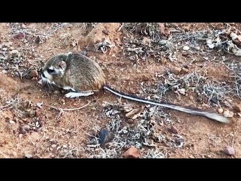 Trodde arten var utdødd. Nå har den dukket opp igjen