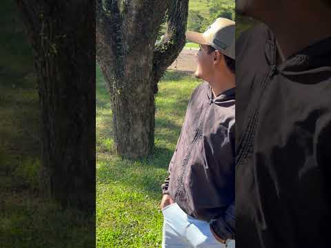 Tour por nova laranjeiras \pr#shorts #fyp #fypシ゚viral #trending #tiktok #reels #viralvideo #bgmi #fy