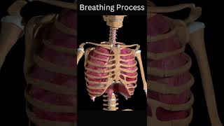 Breathing Process