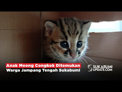 Anak Meong Congkok Ditemukan Warga Jampang Tengah Sukabumi