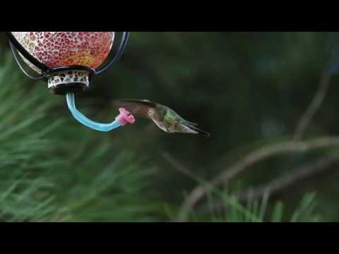 Male Broad-tailed Hummingbird