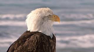Relaxing Sounds Escape   Eagles Fly