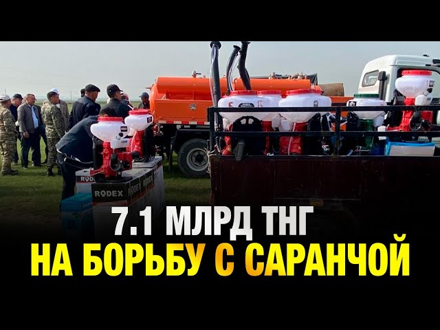 На борьбу с саранчой потратят 7,1 млрд тенге