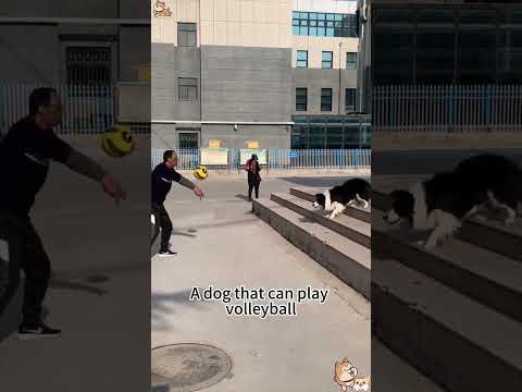 #funnydogs#cute#doglover#doglife#cure#dogshorts#pet#doglife#dogshorts