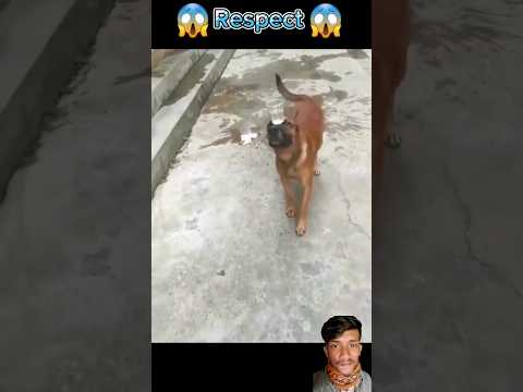dog look now 🦴😱🤡 #respect #shortsfeed #trending