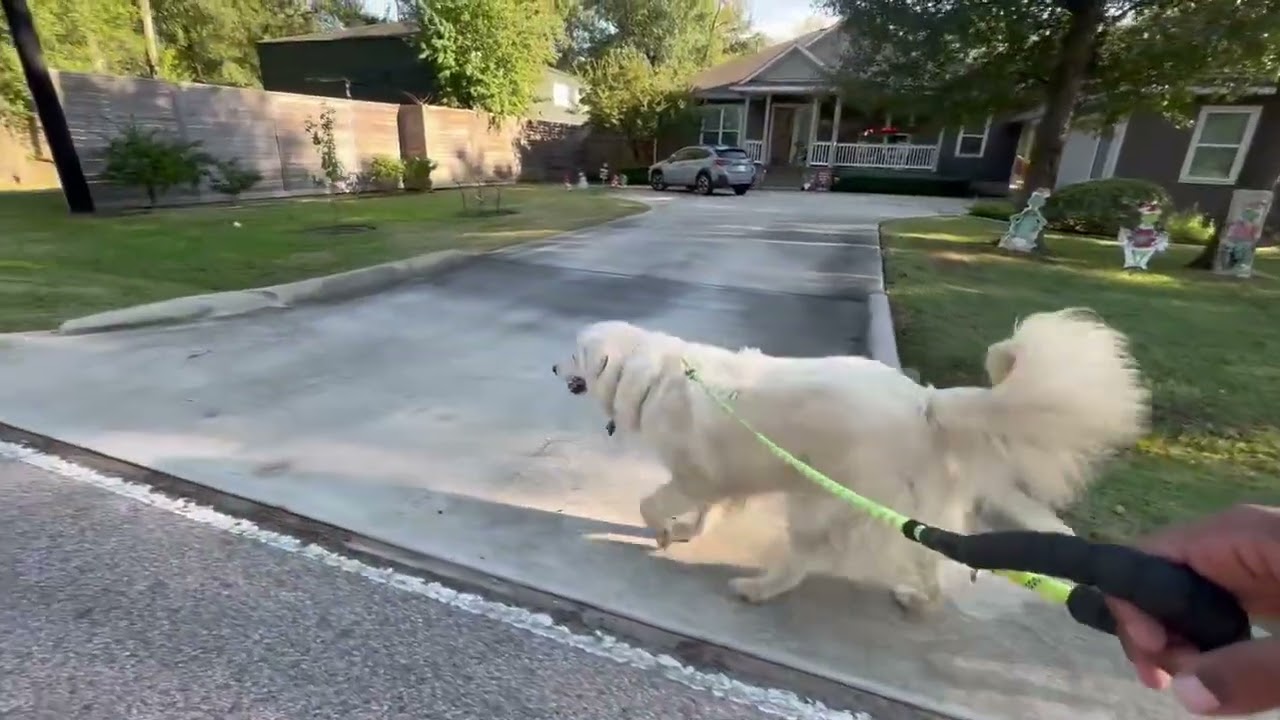 Enlarge Sir Kingsley, a Adoptable Great Pyrenees in Chicago, IL video 6/6