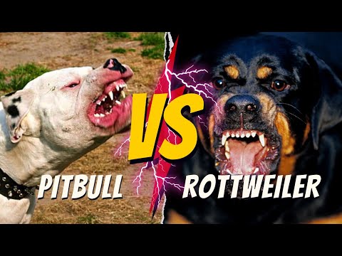 Rottweiller VS Pitbull Bite Force  | Who's Got the Most Dangerous Bite Force