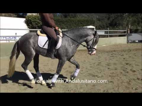 Smaller PRE 4 years old with amazing movement. Nice character..