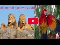 Wildlife Animals Safari Moments Forest Free HD Videos No Copyright Footages 360p