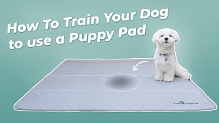 How To Train Your Dog to use a Puppy Pad | Washable Puppy Pads