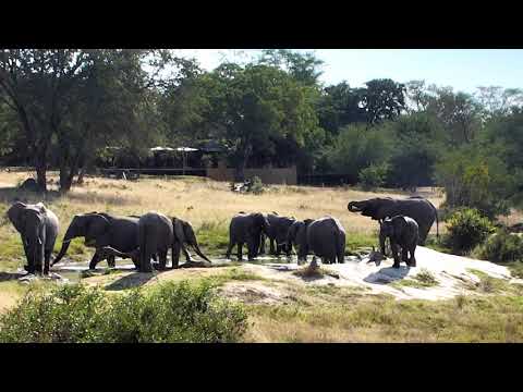 Djuma: Breeding herd of elephants - 05/12/18