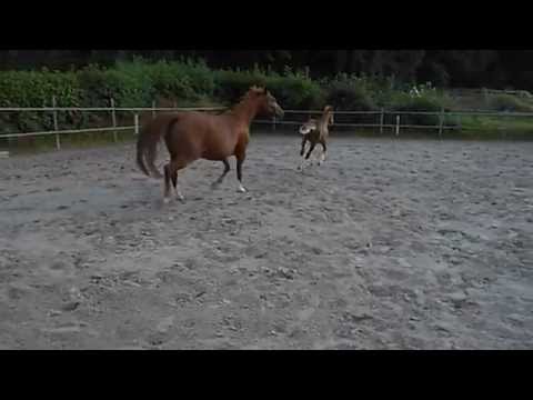 Denya Deluxe (v. Dankeschön/Artwig/Rivellino xx) als Fohlen