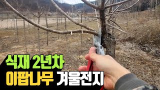 식재 2년차 이팝나무 겨울전지 | 나무대장