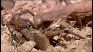 Mantis vs Spider (2 Brown Praying Mantids devour huge Wolf Spider)