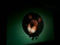 The Adventures Of Parsley Intro