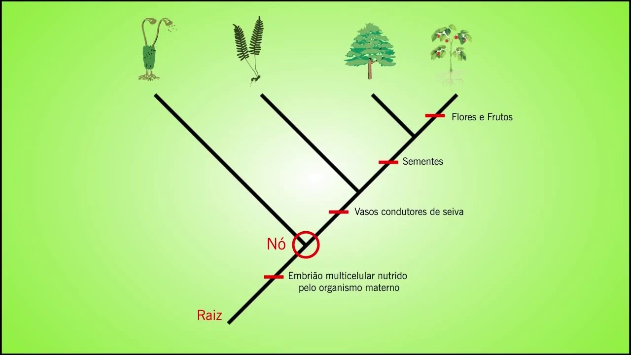 Biologia - Como ler um Cladograma