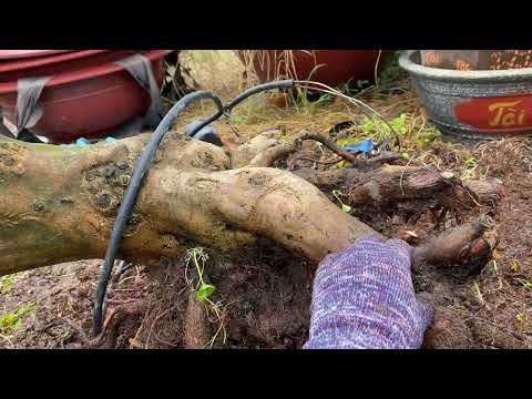 How to deal with yellow apricot trees that never die (hi hi) but also not good April 7, 2022