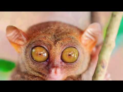 Save Tree | Motivational | Nature | WildLife | Gururaj Itagi