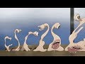 Parasyte The Maxim Migi Told Shinichi About His New Ability